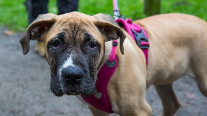 Welpen Hundeschule